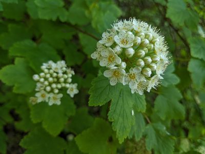 Physocarpus capitatus, photographed by Ken-ichi Ueda