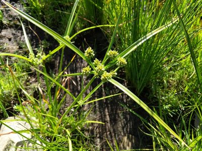 Cyperus eragrostis, photographed by Ken-ichi Ueda