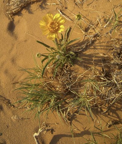 Tetraneuris ivesiana, photographed by bmasinton
