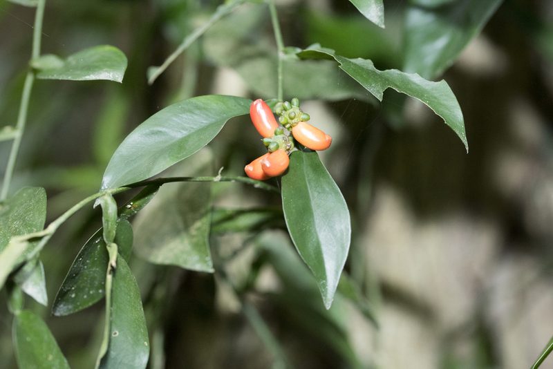 Pothos chinensis, photographed by Licheng Shih