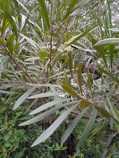 Labatia salicifolia, photographed by alejandrapuglia