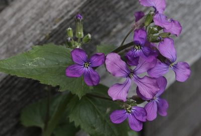 Lunaria annua, photographed by Cole Wolf