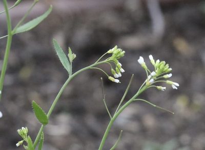 Arabidopsis thaliana, photographed by Cole Wolf