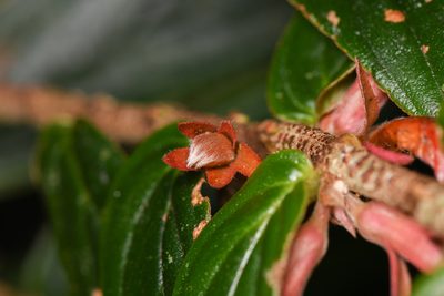 Columnea querceti, photographed by Trevor Van Loon
