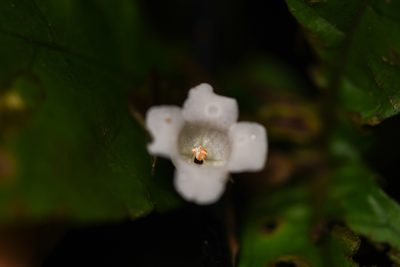 Napeanthus bracteatus, photographed by Trevor Van Loon