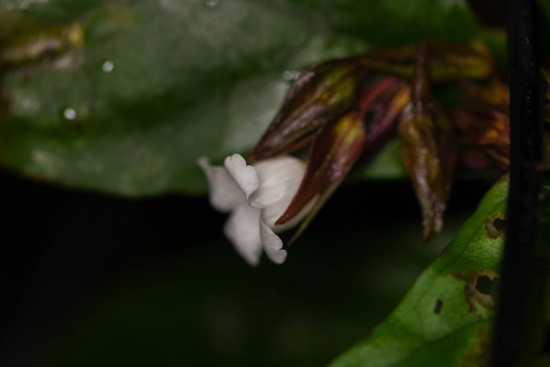 Napeanthus bracteatus, photographed by Trevor Van Loon