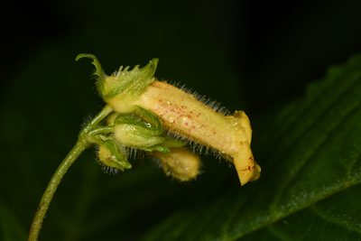 Gasteranthus wendlandianus, photographed by Trevor Van Loon