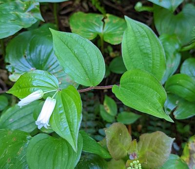 Prosartes smithii, photographed by Logan J.L. Bradley