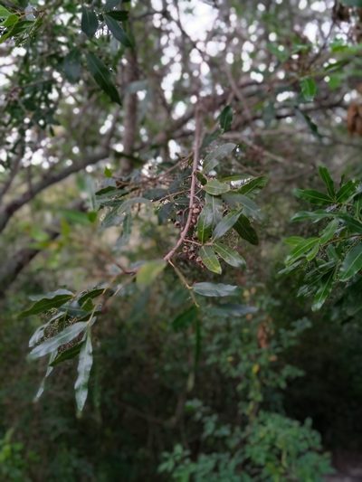 Lithraea molleoides, photographed by alejandrapuglia