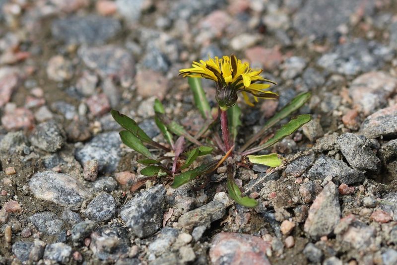Taraxacum palustre, photographed by Quinten Wiegersma