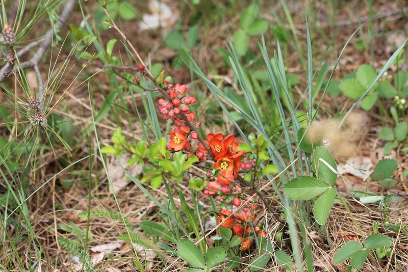 Chaenomeles japonica, photographed by Quinten Wiegersma
