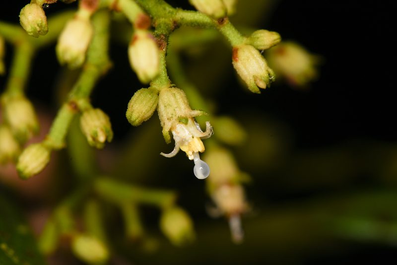 Miconia albertobrenesii, photographed by Trevor Van Loon