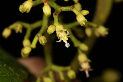 Miconia albertobrenesii, photographed by Trevor Van Loon