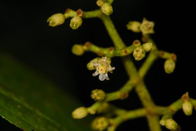 Miconia albertobrenesii, photographed by Trevor Van Loon