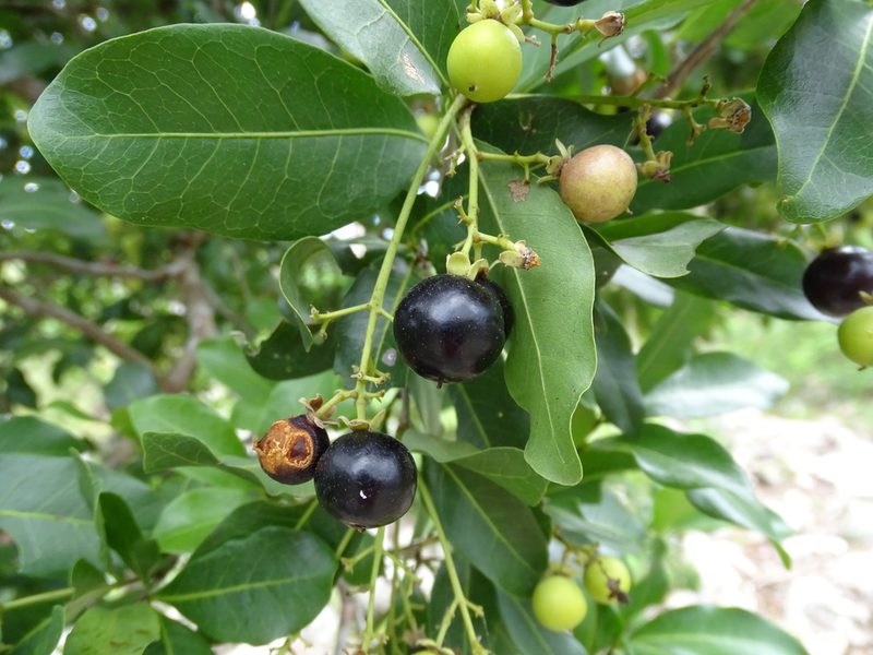 Exothea paniculata, photographed by Alexis López Hernández