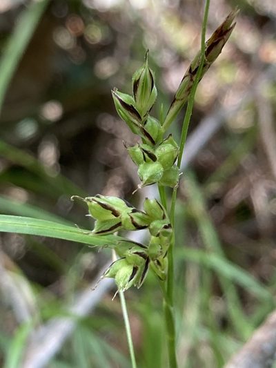 Carex globosa, photographed by er-birds