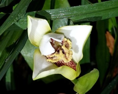 Maxillaria fletcheriana, photographed by desertnaturalist