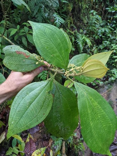 Miconia albertobrenesii, photographed by Trevor Van Loon
