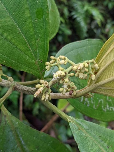 Miconia albertobrenesii, photographed by Trevor Van Loon
