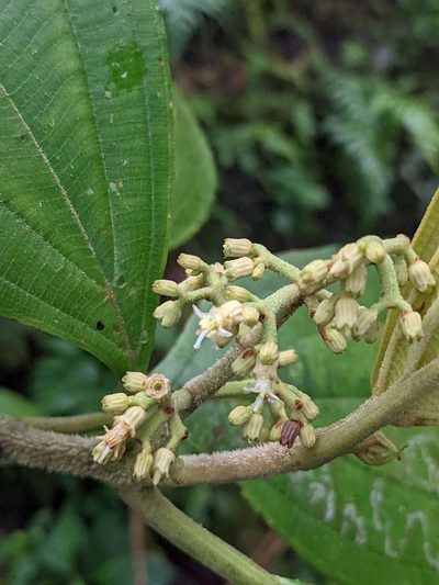 Miconia albertobrenesii, photographed by Trevor Van Loon