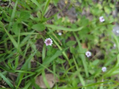 Phyla nodiflora, photographed by hi