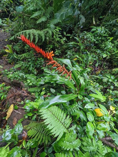Pitcairnia brittoniana, photographed by Trevor Van Loon