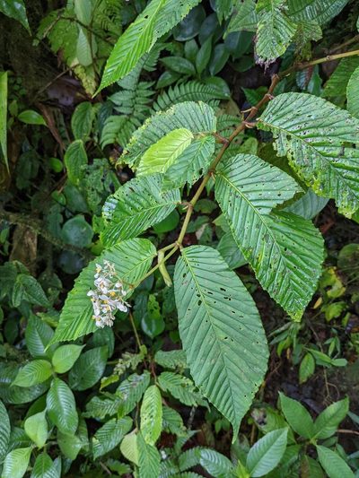 Begonia cooperi, photographed by Trevor Van Loon