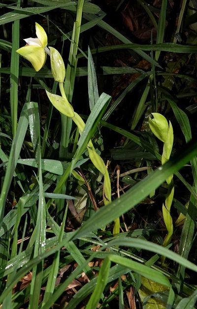 Maxillaria fletcheriana, photographed by desertnaturalist