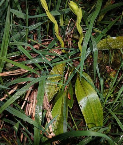 Maxillaria fletcheriana, photographed by desertnaturalist