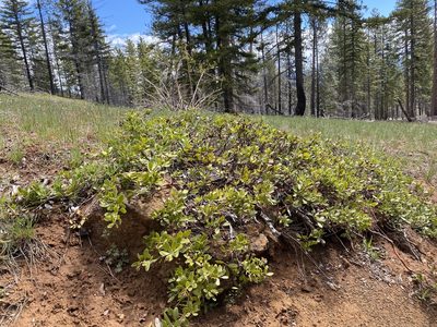 Arctostaphylos nevadensis, photographed by John Leszczynski