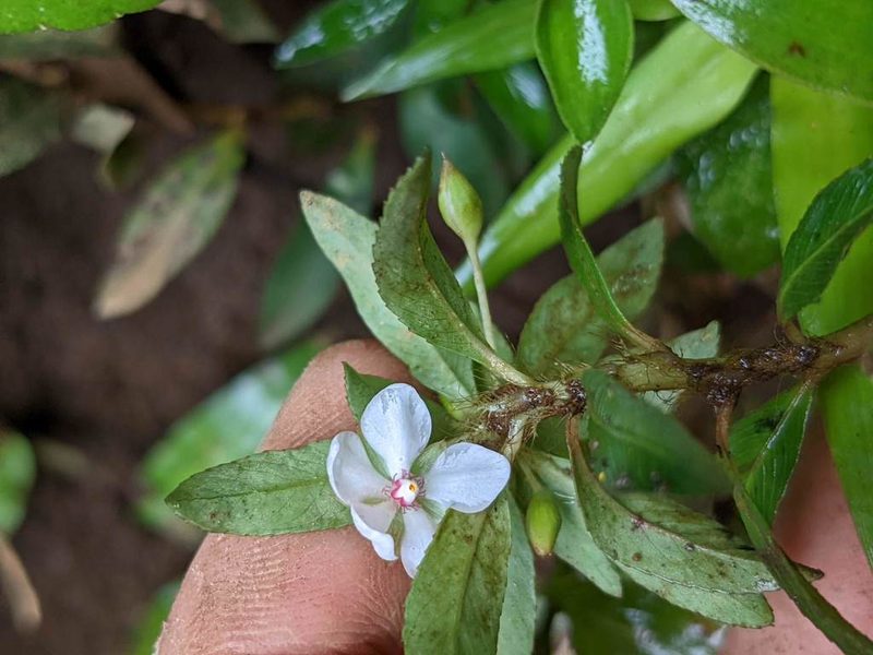 Sauvagesia erecta, photographed by Trevor Van Loon