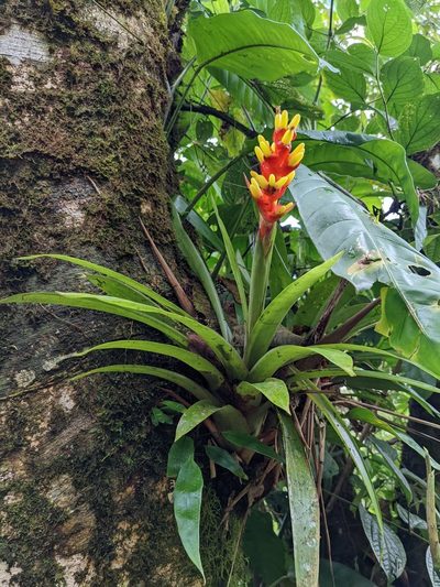 Guzmania donnellsmithii, photographed by Trevor Van Loon