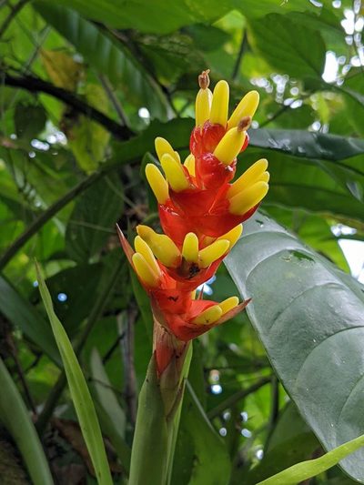 Guzmania donnellsmithii, photographed by Trevor Van Loon