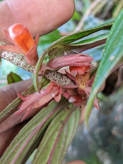 Columnea querceti, photographed by Trevor Van Loon