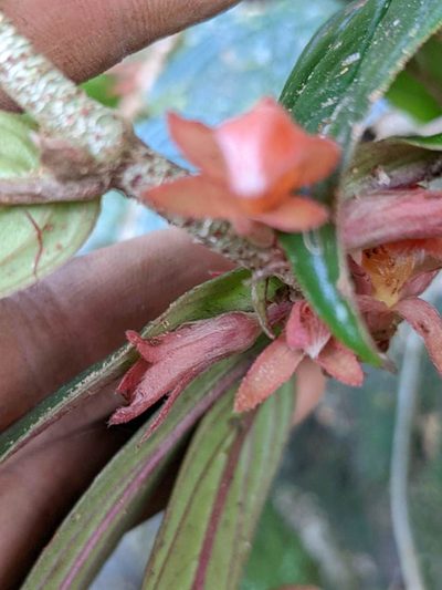 Columnea querceti, photographed by Trevor Van Loon