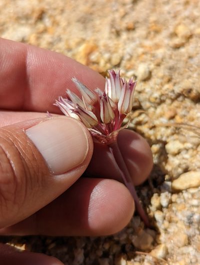 Allium monticola, photographed by Jordan Zylstra