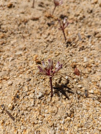 Allium monticola, photographed by Jordan Zylstra