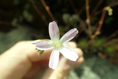 Montia parvifolia, photographed by James H. Thomas