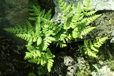 Pentagramma triangularis, photographed by James H. Thomas