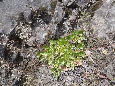 Heuchera micrantha, photographed by James H. Thomas