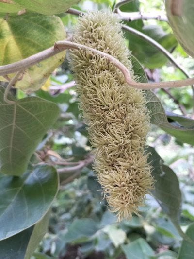Mallotus mollissimus, photographed by Matthew Borella