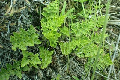 Cryptogramma acrostichoides, photographed by James H. Thomas