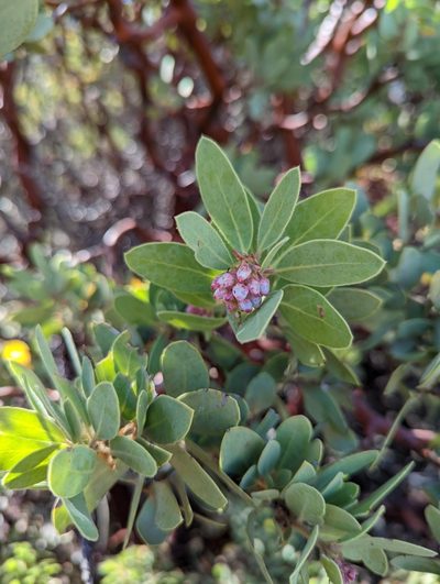Arctostaphylos pringlei, photographed by Alexandre Passos