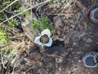 Calochortus ambiguus, photographed by Alexandre Passos