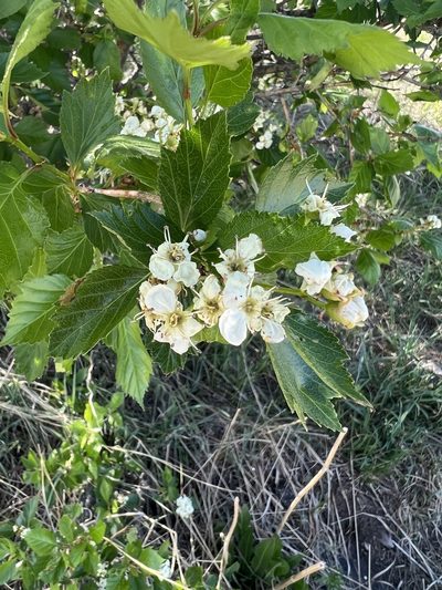 Crataegus erythropoda, photographed by Jared Shorma