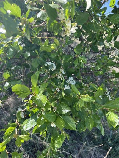 Crataegus erythropoda, photographed by Jared Shorma