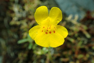 Erythranthe microphylla, photographed by James H. Thomas