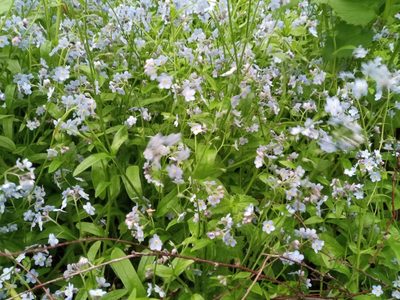 Myosotis sylvatica, photographed by Dmitry Semigradsky
