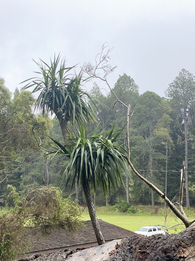 Dracaena aurea, photographed by Michelle Lay