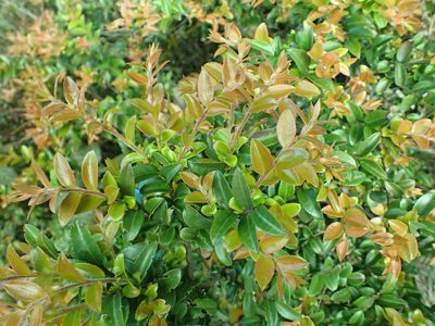 Vaccinium ovatum, photographed by James H. Thomas